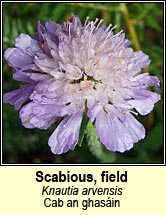 scabious,field (cab an ghas�in)