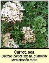 carrot,sea (mealbhac�n mara)