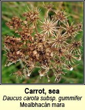 carrot,sea (mealbhac�n mara)