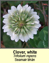 clover,white (seamair bh�n)