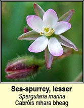 sea-spurrey,lesser (cabr�is mhara bheag)
