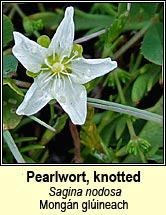 pearlwort,knotted (mong�n gl�ineach)