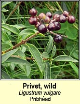 privet (pribh�ad)