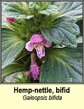 hemp-nettle,bifid (ga b�i)