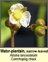 water-plantain,narrow-leaved (corrchop�g chaol)