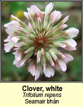 clover,white (seamair bh�n)
