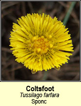 coltsfoot (gall�n greanchair)