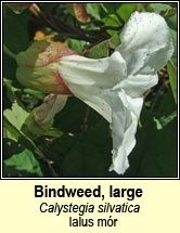 bindweed,large (ialus m�r)