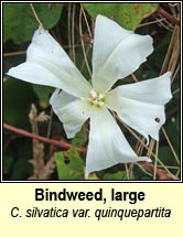 bindweed,large (ialus m�r)