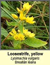 loosestrife,yellow (breall�n l�ana)
