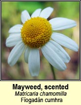 mayweed,scented (f�ogad�n cumhra)