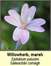 willowherb,marsh (saileach�n corraig)