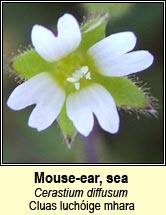 mouse-ear,sea (cluas luch�ige mhara)