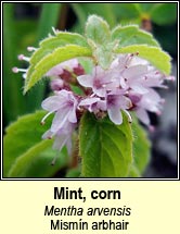 mint,corn (mism�n arbhair)