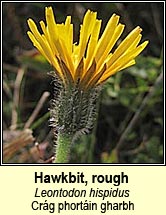 hawkbit,rough (cr�g phort�in bheag)
