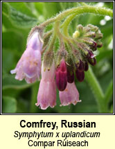 comfrey, russian (compar ruise�ch)