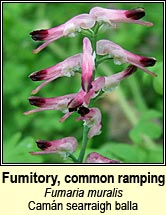 fumitory,common ramping (cam�n searraigh balla)