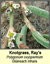 knotgrass,ray's (gl�ineach ghl�)
