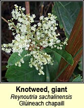 knotweed,giant (gl�ineach chapaill)