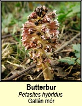 butterbur (gall�n m�r)