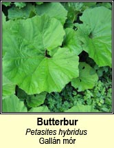butterbur (gall�n m�r)