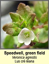 speedwell,green field (lus cr� l�ana)