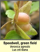 speedwell,green field (lus cr� l�ana)