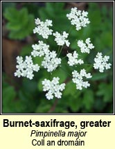burnet-saxifrage,greater(coll an drom�in)
