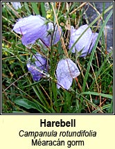 harebell (m�arac�n gorm)