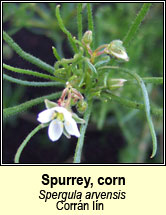 spurrey,corn (corr�n l�n)