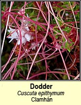 dodder,common (clamh�n)