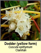 dodder,common (clamh�n)