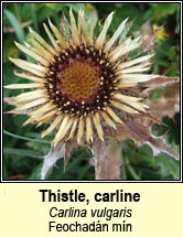 thistle,carline (feochad�n m�n)