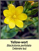 yellow-wort (gr�imire bu�)