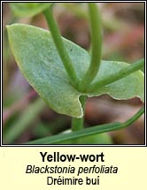 yellow-wort (dr�imire bu�)