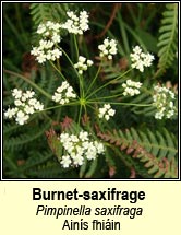 burnet-saxifrage (ain�s fhi�in)