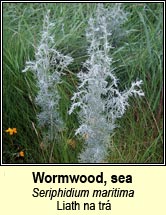 wormwood,sea (liath na tr�)