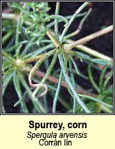 spurrey,corn (corr�n l�n)