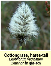 cotton-grass,hares-tail (ceannabh�n gaelach)