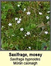 saxifrage,mossy (m�r�n caonaigh)