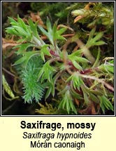 saxifrage,mossy (m�r�n caonaigh)