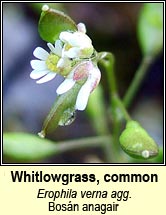 whitlowgrass (bos�n anagair)