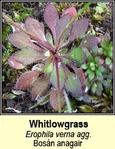 whitlow grass (bos�n anagair)