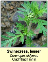 swinecress,lesser (cladhthach mh�n)