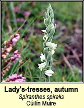 ladys-tresses,autumn (c�il�n muire)
