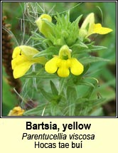 bartsia,yellow (hocas tae bu�)