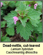 dead-nettle,cut-leaved (caochneant�g dhiosctha)