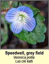 speedwell,grey field (lus cr� liath)