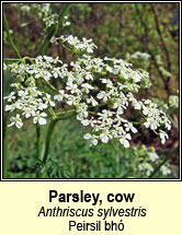 parsley,cow (pheirsil bh�)