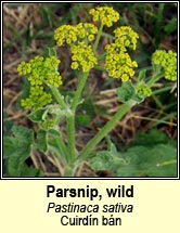 parsnip,wild (cuird�n b�n)